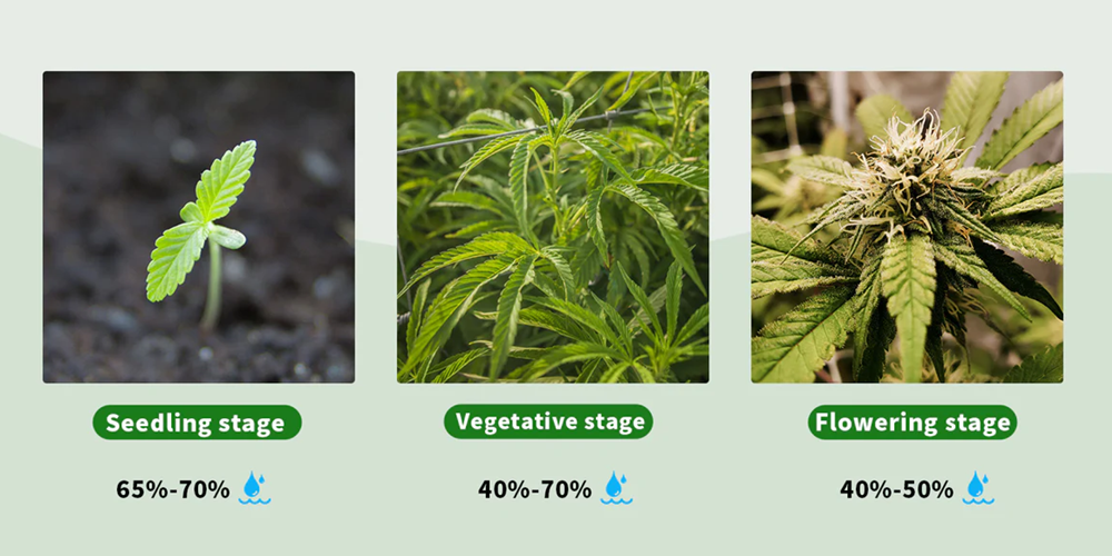 Humidity for Different Stages of Weed