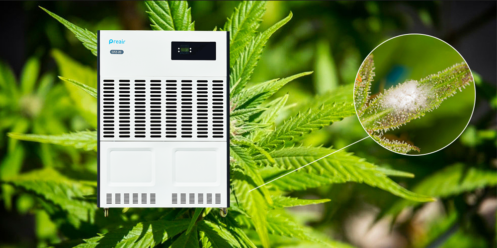 Cfz40 Dehumidifier for Cannabis Mold