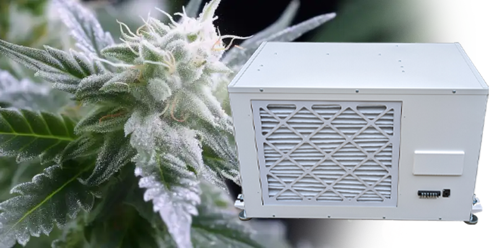 Use a Pro230 Grow Tent Dehumidifier to Prevent Powdery Mildew