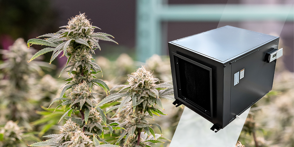 Zeta240 Industrial Grad Dehumidifier for Cannabis Grow