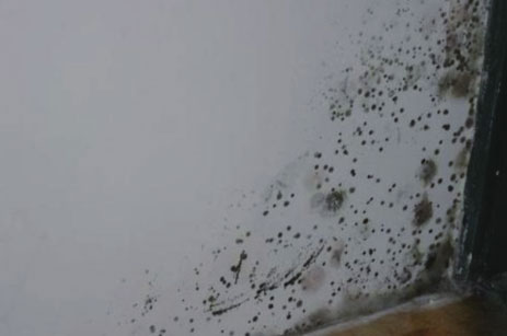 Wet Results in Mold and Mildew Growth