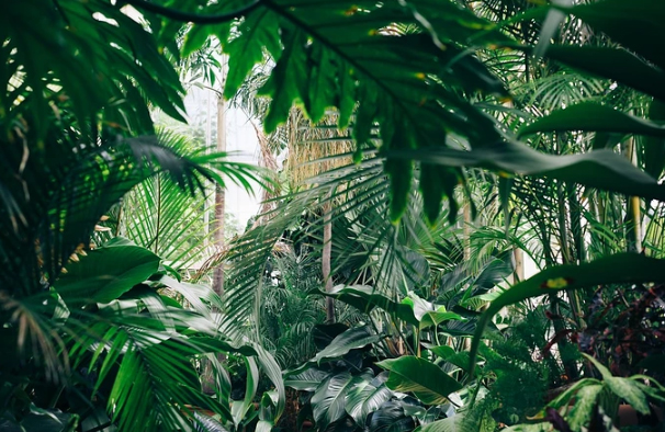 Dehumidifiers Apllied in Greenhouses