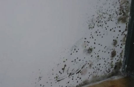Moldy furniture and walls\\ Respiratory tract allergies
