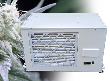 What Humidity Does Powdery Mildew Grow In.png