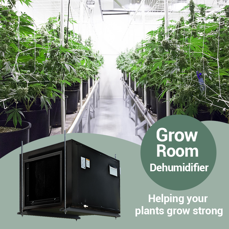 Zeta240 Greenhouse Dehumidifier Ceiling Mounted