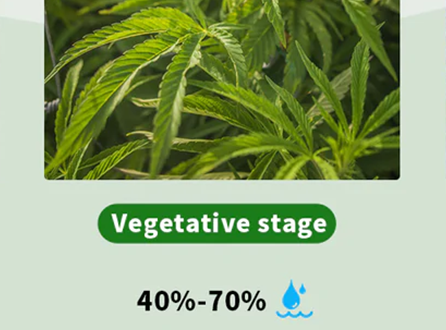 Best Humidity for Vegetative Stage Weed.png