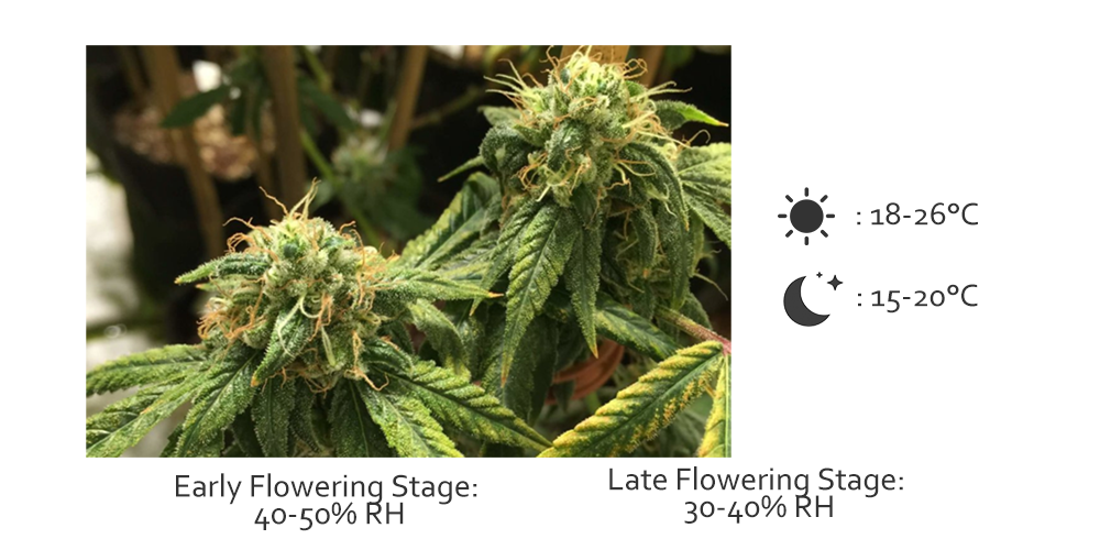 Temp and Humidity for Flowering Cannabis