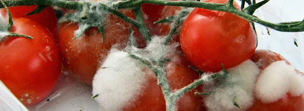 Dehumidifiers Applied in Food Industry