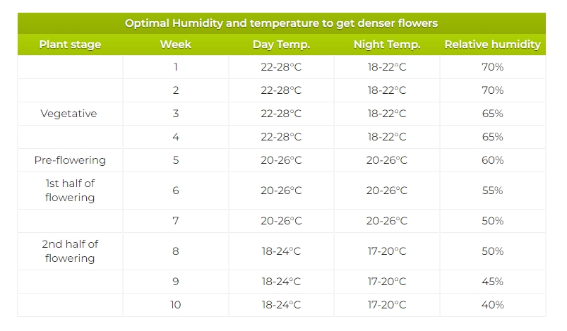 Optimal Humidity and Temperature to Get Denser Flowers
