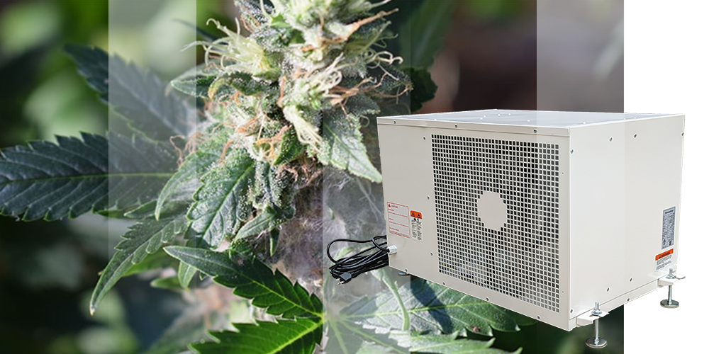 Pro230 Grow Room Dehumidifier for Moldy Cannabis