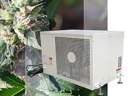 How-to-Get-Rid-of-Mold-on-Plants-in-the-Grow-Room.png