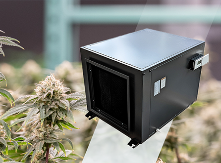 Cautions-for-Cannabis-Grow-Rooms-in-Summer.png