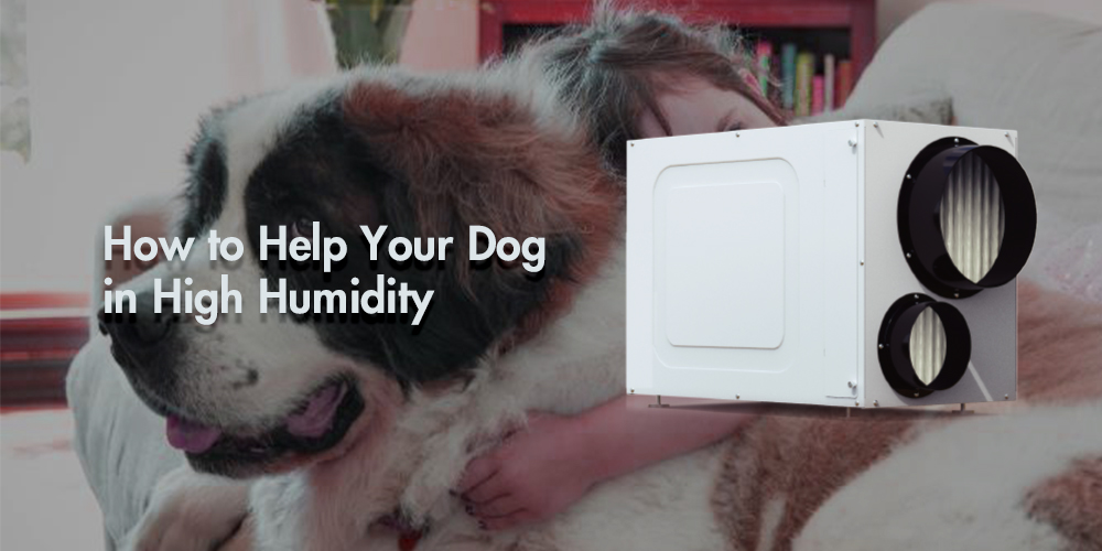 Wh135 Whole Home Dehumidifier to Help Dog in High Humidity
