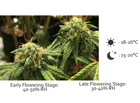 Temperature and Humidity for Flowering Cannabis.png
