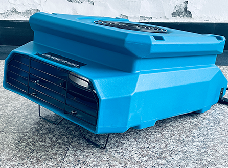 What Should I Do if the Carpet Is Damp and Moldy